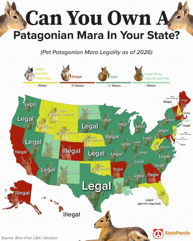 Map of pet Patagonian mara legality by state in the United States 2026 showing which states allow legal mara ownership with or without permits